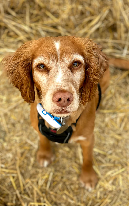 Heidi 